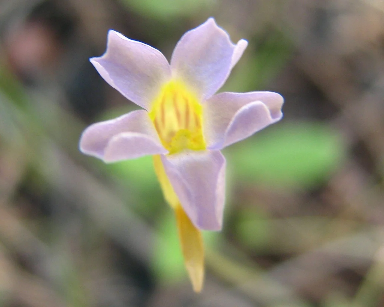 Pinguicula pumila / Webdesign + ITService