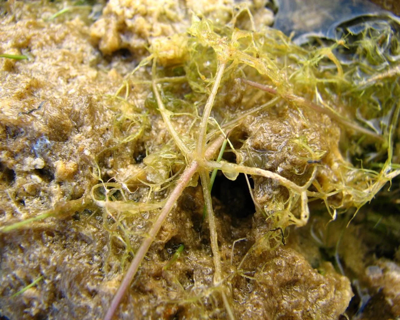 Utricularia purpurea / Webdesign + ITService