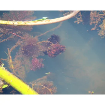 Utricularia foliosa 14 bei Miccosukee