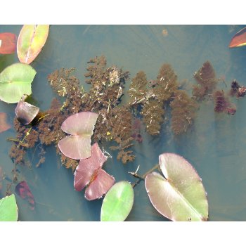 Utricularia foliosa 10 bei Miccosukee