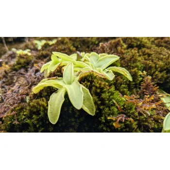 Pinguicula vulgaris im Jenbachtal