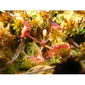 Drosera rotundifolia im Westermoor 02