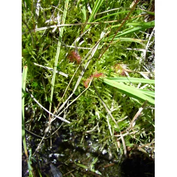 Drosera rotundifolia im Nonnenmattweiher 03