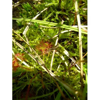 Drosera rotundifolia im Nonnenmattweiher 08