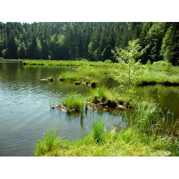 Torfinsel im Nonnenmattweiher 01