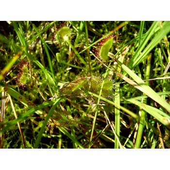 Drosera rotundifolia im Nonnenmattweiher 02