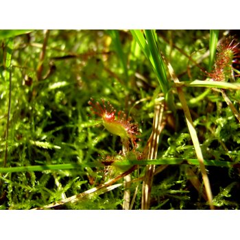 Drosera rotundifolia im Nonnenmattweiher 06