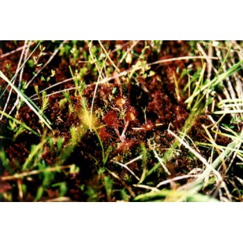 Drosera rotundifolia 13