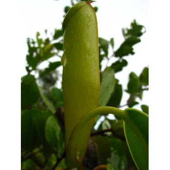 Nepenthes pervillei auf Mahé (Seychellen)