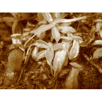 Nepenthes pervillei auf Mahé (Seychellen)