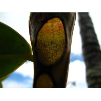 Nepenthes pervillei auf Mahé (Seychellen)