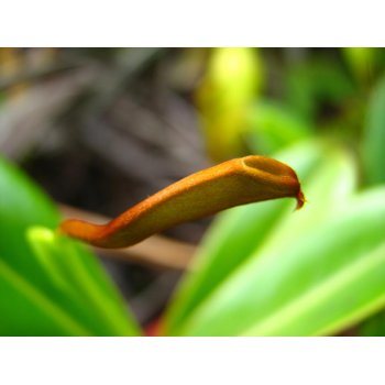 Nepenthes pervillei auf Mahé (Seychellen)