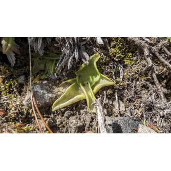 Pinguicula vulgaris