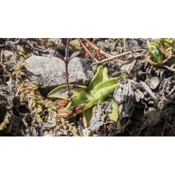 Pinguicula vulgaris