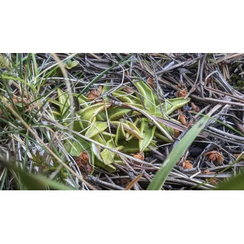 Pinguicula vulgaris