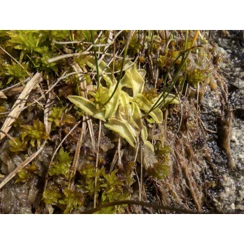 Pinguicula vulgaris beim Gelmersee