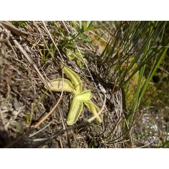 Pinguicula vulgaris beim Gelmersee