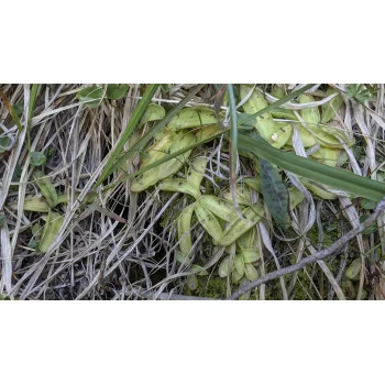 Pinguicula vulgaris beim Gelmersee