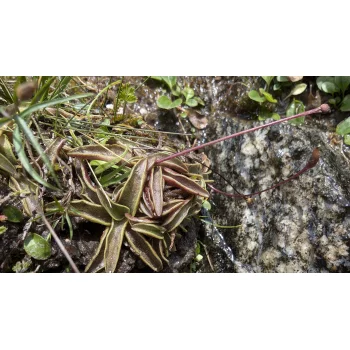 Pinguicula vulgaris beim Gelmersee