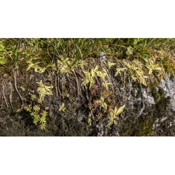 Pinguicula vulgaris an der Gotthard Passstraße