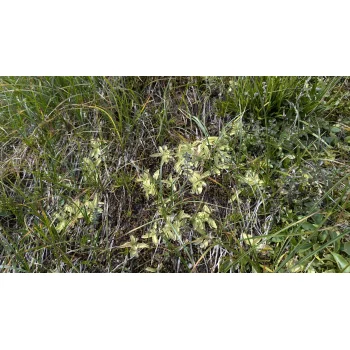 Pinguicula vulgaris am Lago di Lucendro