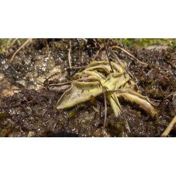 Pinguicula vulgaris an der Gotthard Passstraße Pinguicula vulgaris an der Gotthard Passstraße