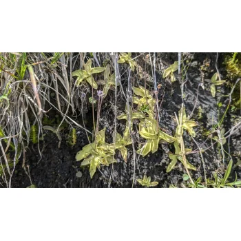 Pinguicula vulgaris am Lago di Lucendro Pinguicula vulgaris am Lago di Lucendro