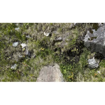 Pinguicula vulgaris am Lago di Lucendro Pinguicula vulgaris am Lago di Lucendro