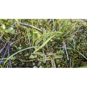 Pinguicula vulgaris am Nüenchamm