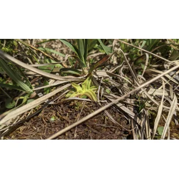 Pinguicula vulgaris am Oeschinensee