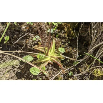 Pinguicula vulgaris am Oeschinensee