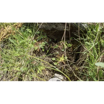 Pinguicula vulgaris am Oeschinensee