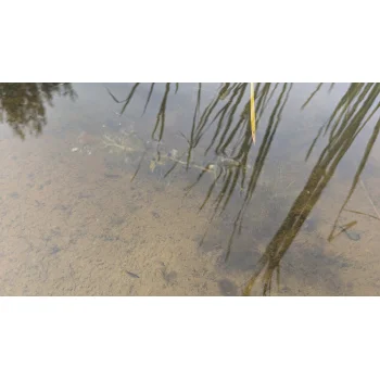 Utricularia vulgaris am Sihlsee