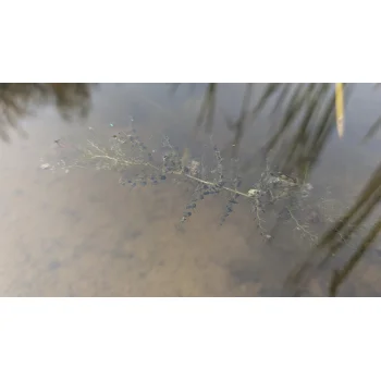 Utricularia vulgaris am Sihlsee