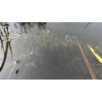 Utricularia vulgaris am Sihlsee