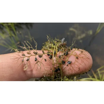 Utricularia vulgaris am Sihlsee