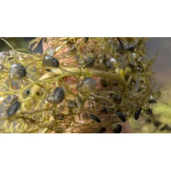 Utricularia vulgaris am Sihlsee