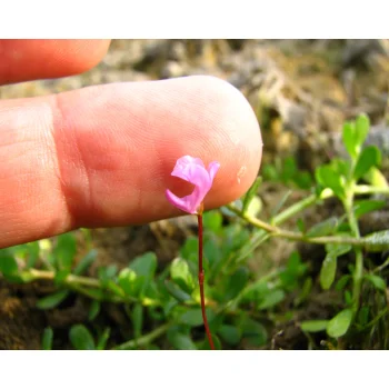 Utricularia resupinata 07