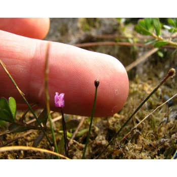 Utricularia resupinata 08