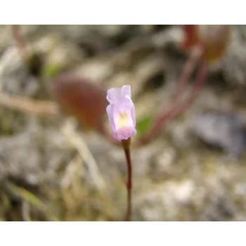 Utricularia resupinata 10