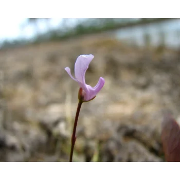 Utricularia resupinata 11