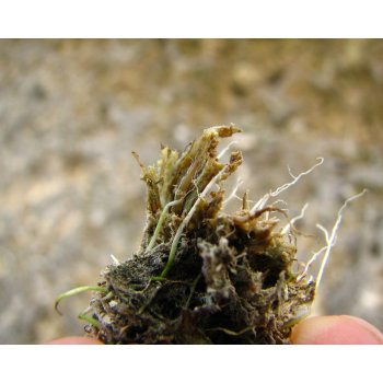 Utricularia resupinata 12