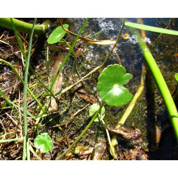 Utricularia gibba 01 bei Florida City