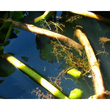 Utricularia gibba 01 bei Miccosukee