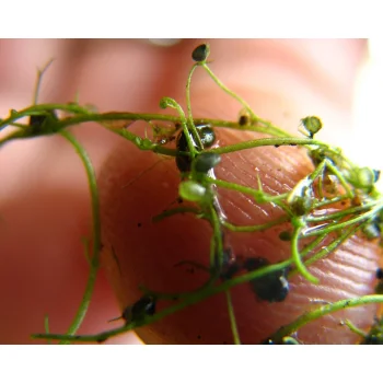 Utricularia gibba 07 bei Florida City