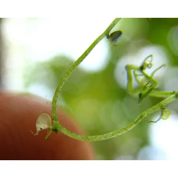 Utricularia gibba 08 bei Florida City