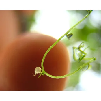 Utricularia gibba 09 bei Florida City