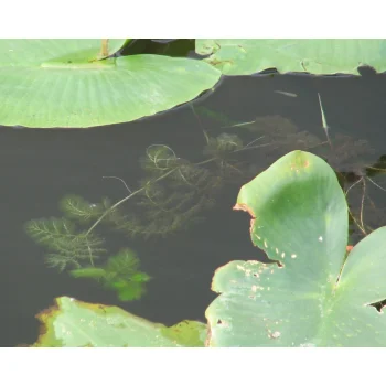 Utricularia foliosa 01 bei Florida City