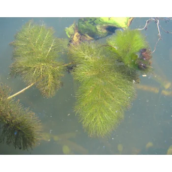 Utricularia foliosa 03 bei Miccosukee