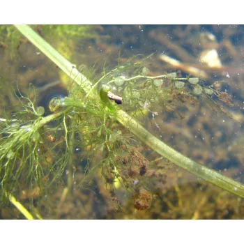 Utricularia foliosa 05 bei Miccosukee